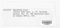 Lophodermium lauri image